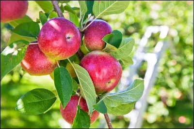 Une de ces citations pourrait te représenter. Laquelle ?