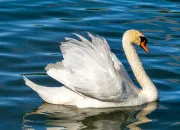 Quiz Oiseaux en anglais (2)