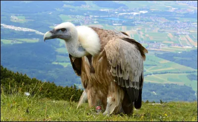 Ce rapace est un vautour.