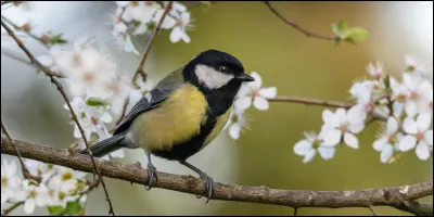 La mésange bleue ou mésange charbonnière ont chacune un nom en anglais. Mais comment nomme-t-on la mésange en général ?