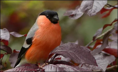 Voici un bouvreuil magnifiquement coloré !