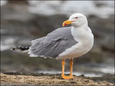 Ce splendide oiseau des mers est un goéland. Je vous laisse traduire.