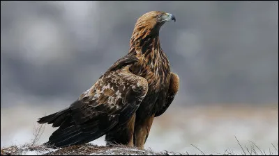 Voici un aigle !