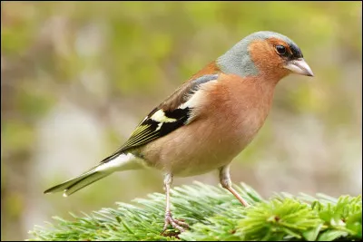 Comment se nomme le pinson chez les Anglais ?