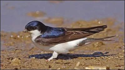 Cet oiseau est une hirondelle !