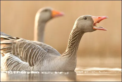 Comment s'appellent les oies ?