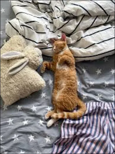 Comment se nomme le chat de Sophie ?