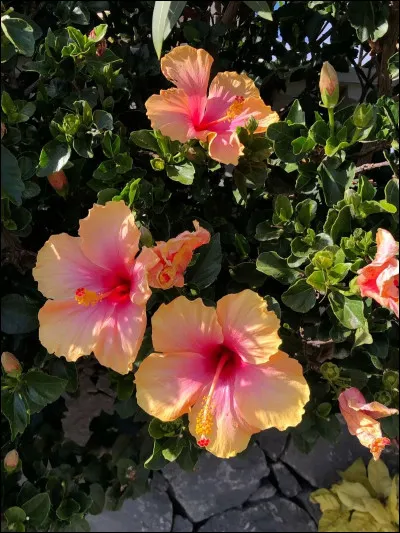 Quelle fleur te correspond le mieux ?