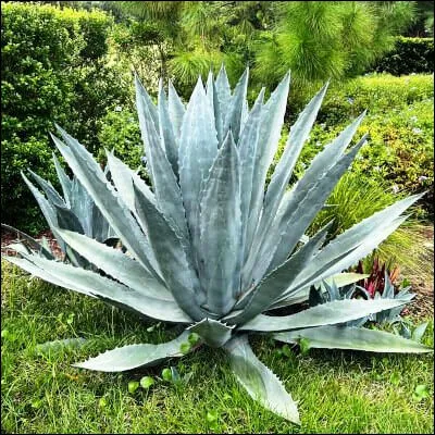 De quel alcool, dont le nom vient du nahuatl et veut dire "agave cuite au four", les bouteilles contiennent parfois une larve de papillon, voire un scorpion ?