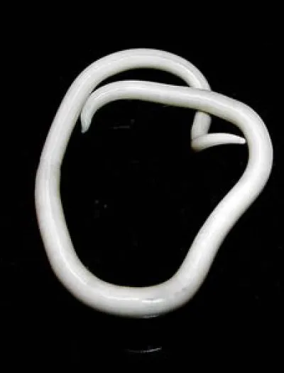 En course automobile, qui a gagné le championnat du monde des conducteurs en 1953 ?