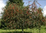 Quiz Les arbres et les fleurs