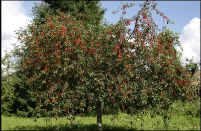 Quel est cet arbre ?