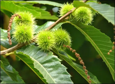 Quelle est cette fleur ?