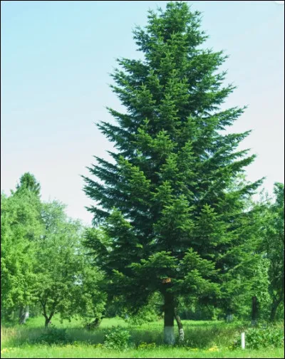 Quel est cet arbre ?