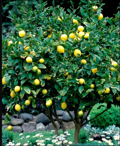 Quel est cet arbre ?