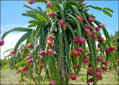 Quel est cet arbre ?