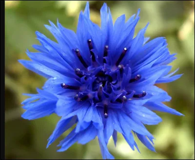 Quelle est cette fleur ?