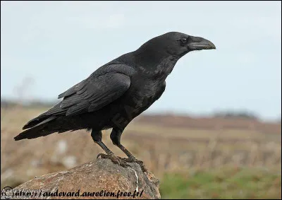 Identifier cet oiseau peut vous permettre d'avancer vers la vérité !