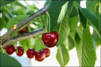 Ce plat devrait vous mettre l'eau à la bouche !