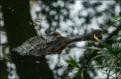 C'est grâce à l'animal que vous trouverez le nom d'un fleuve !