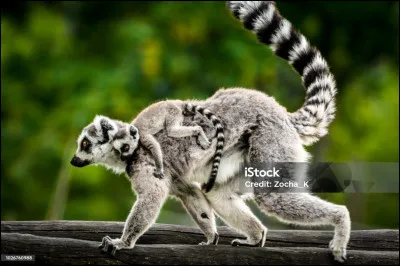 La production de ce pays est considérée comme la meilleure du monde, de quoi s'agit-il ?