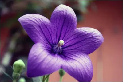 Quelle est la couleur de cette fleur ?