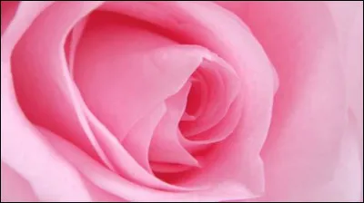 Et cette fleur-là, qui porte d'ailleurs bien son nom, est...