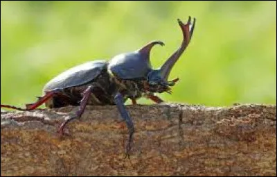 Reconnaîtrez-vous cet insecte des plus fourbes ?