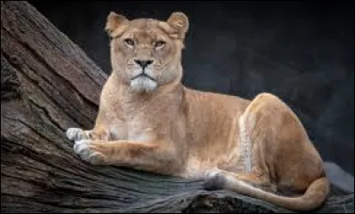 Lequel de ces animaux est le mâle de la lionne ?
