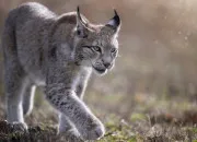 Test Quel animal est cach en toi ?