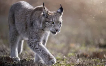 Quiz Animaux