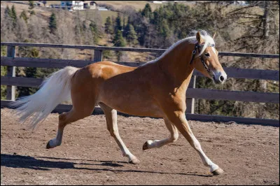 Quelle est cette race ?