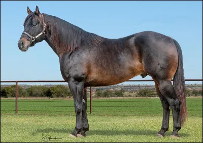 Quelle est cette race ?