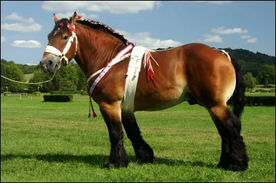 Quelle est cette race ?