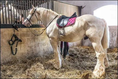 Quelle est cette race ?