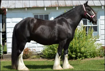 Quelle est cette race ?