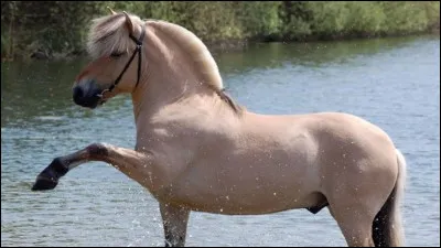 Quelle est cette race ?