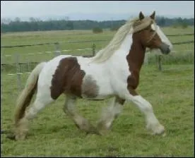 Quelle est cette race ?