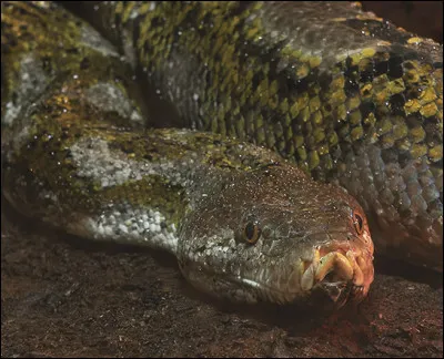 Un serpent peut mesurer 10 mètres.