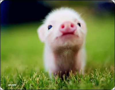 Comment dit-on "un cochon" ?