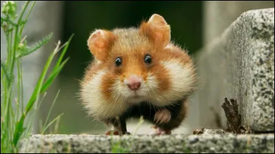 Comment dit-on "un hamster" ?
