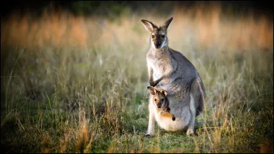 Comment dit-on "un kangourou" ?