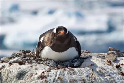 Comment dit-on "un pingouin" ?
