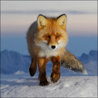Comment dit-on "un renard" ?