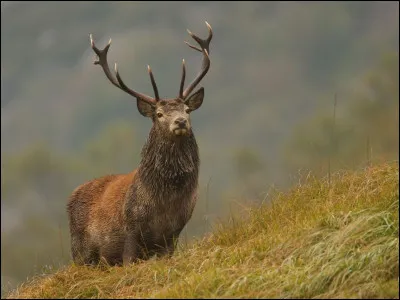 De quoi sont entièrement constitués les bois d'un cerf ?