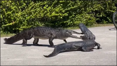 Les crocodiles sont-ils aussi des reptiles ?