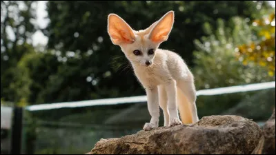 Le fennec est-il considéré comme un renard ?