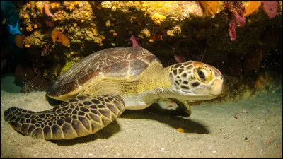 Les tortues possèdent-elles des dents ?