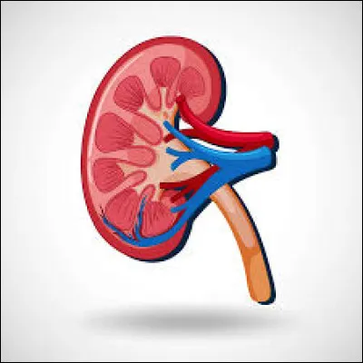 Où sont situés les reins ?