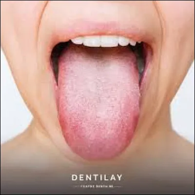 Combien de muscles la langue possède-t-elle ?